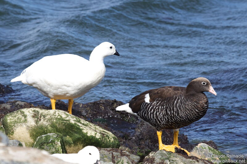 Kelp Goose adult breeding, identification