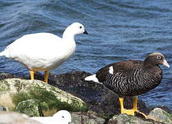 Kelp Goose