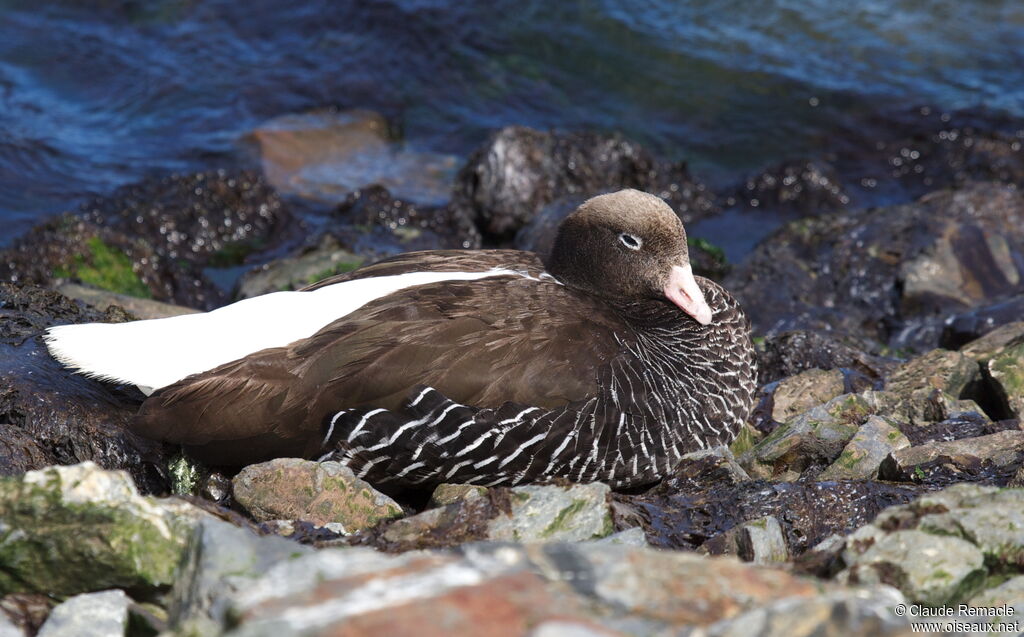 Ouette marine femelle adulte, identification