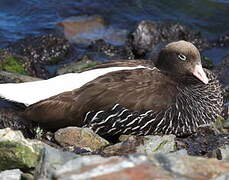 Kelp Goose