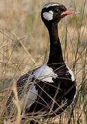 Southern Black Korhaan