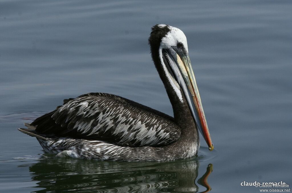 Peruvian Pelican male adult breeding, identification