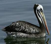 Peruvian Pelican