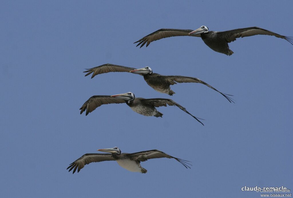 Peruvian Pelican, Flight