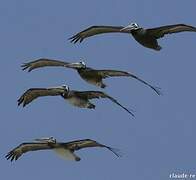 Peruvian Pelican