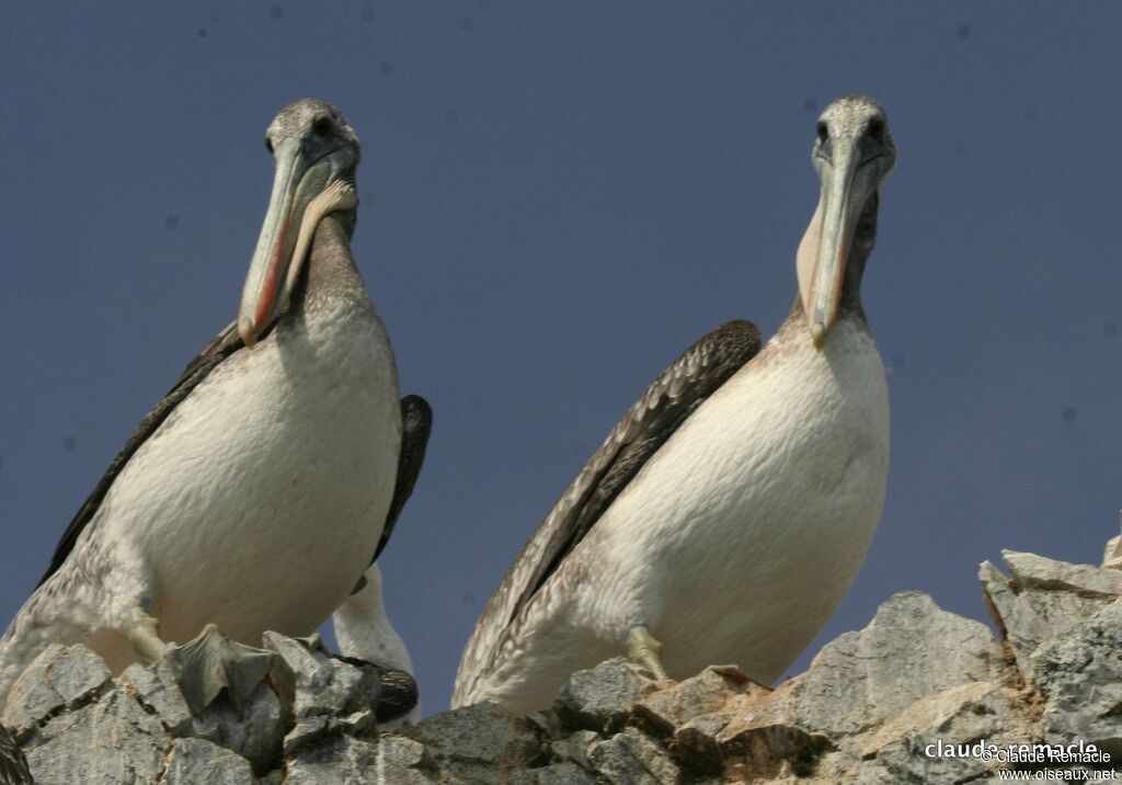 Peruvian Pelicanjuvenile, Reproduction-nesting