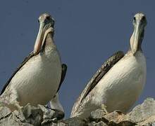 Peruvian Pelican