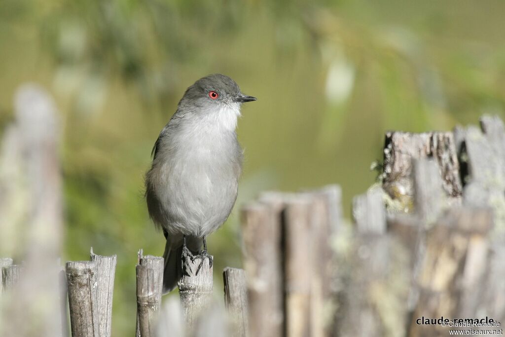 Fire-eyed Diucon male adult, identification