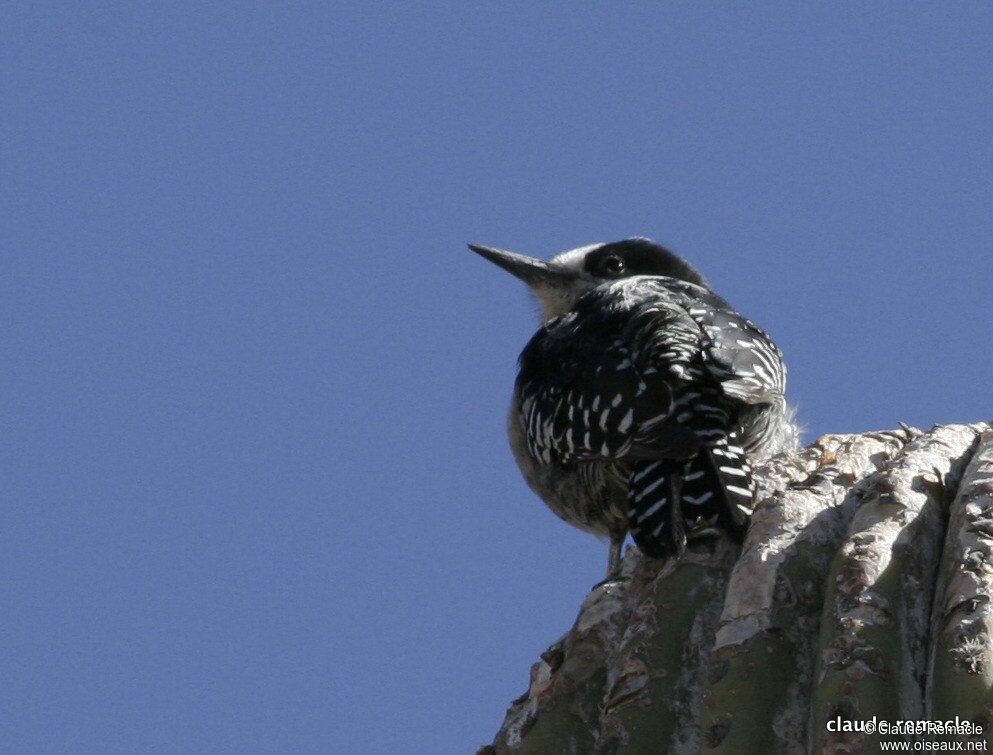 White-fronted Woodpeckeradult, identification