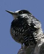 White-fronted Woodpecker