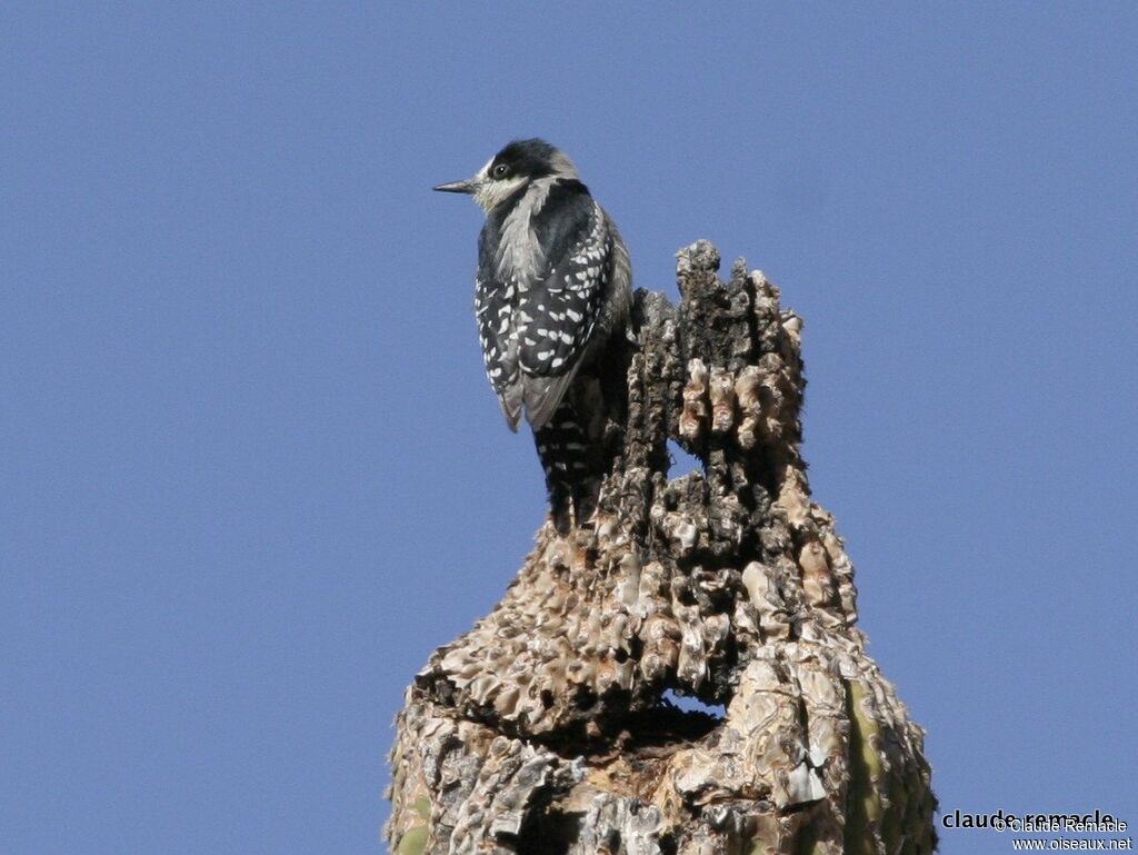 White-fronted Woodpeckeradult, identification