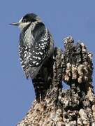 White-fronted Woodpecker