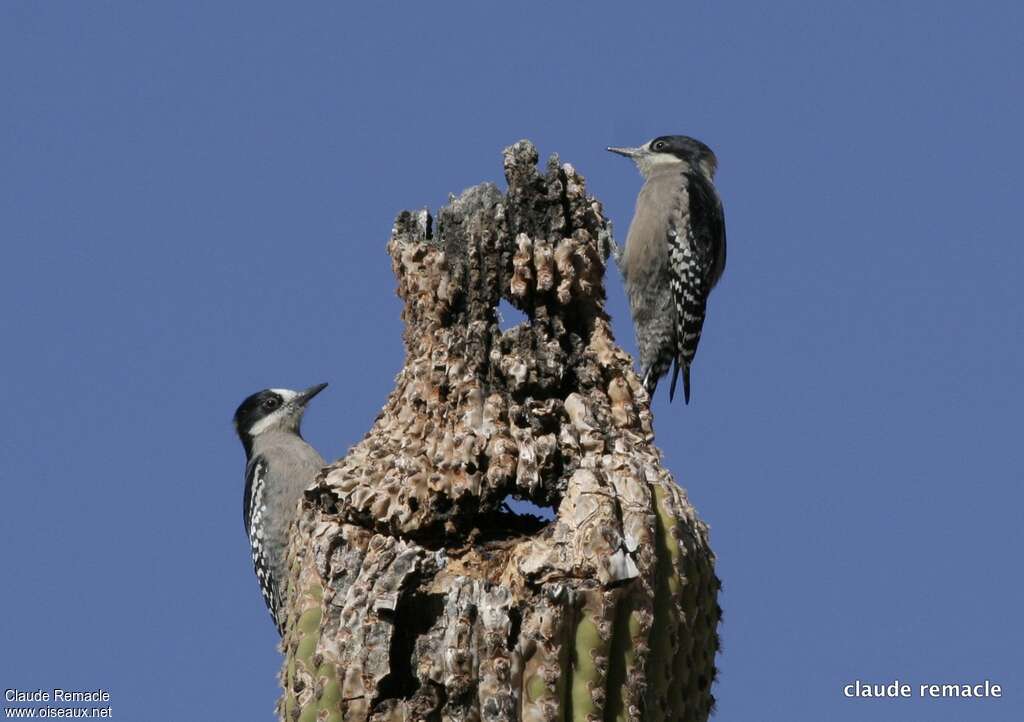 Pic des cactusadulte, habitat, Comportement