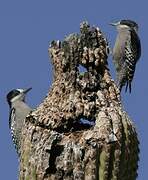 White-fronted Woodpecker