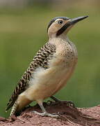 Andean Flicker