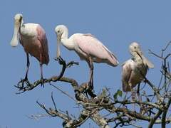 Roseate Spoonbill