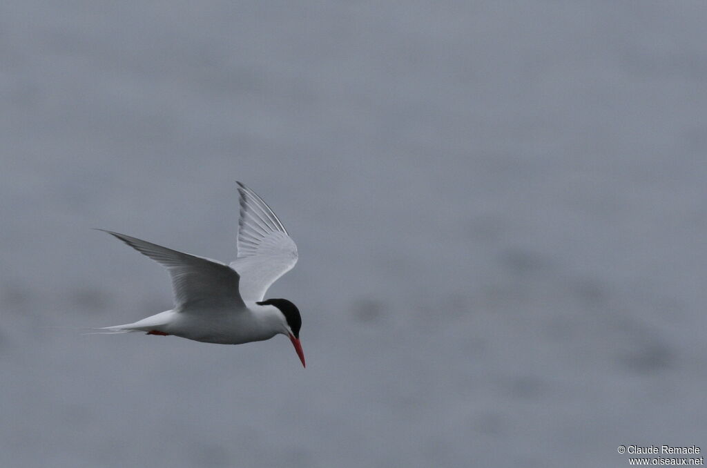 Sterne hirundinacéeadulte nuptial, identification, Comportement