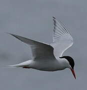 South American Tern