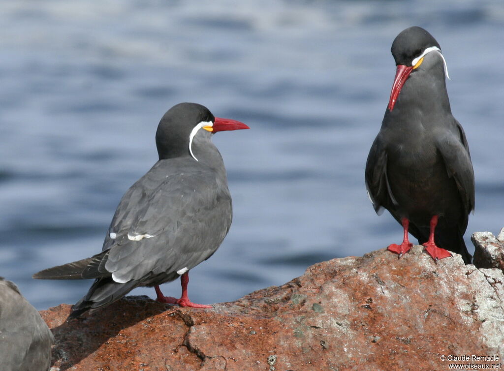 Inca Tern adult, identification