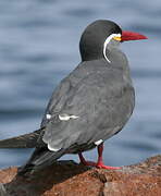 Inca Tern