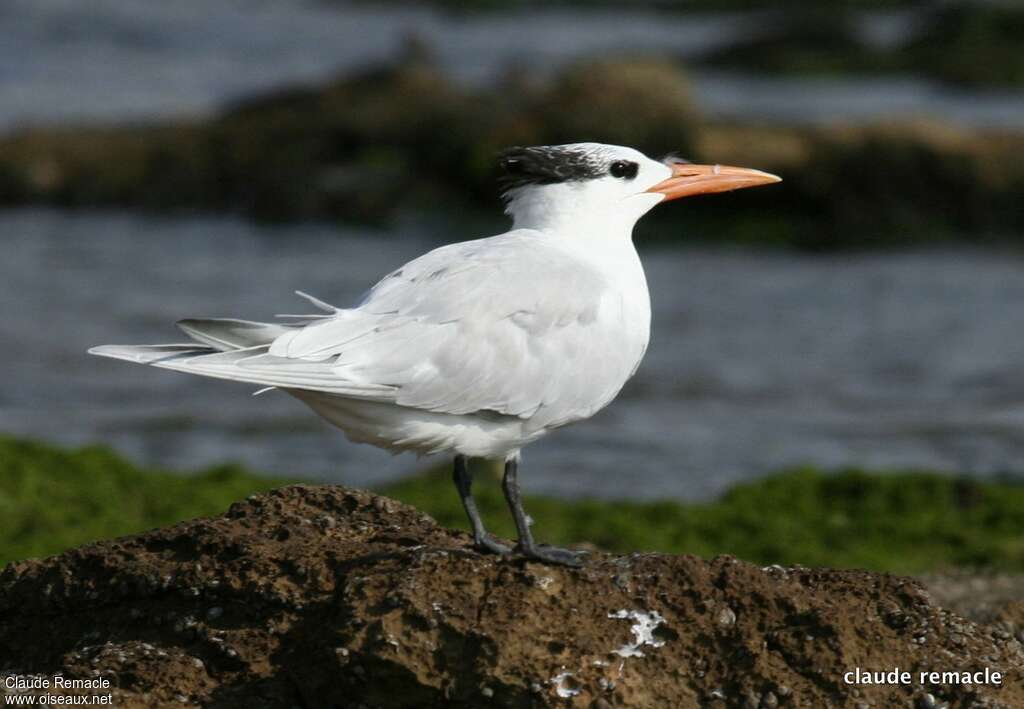 Royal Ternadult post breeding, identification