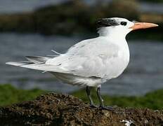 Royal Tern