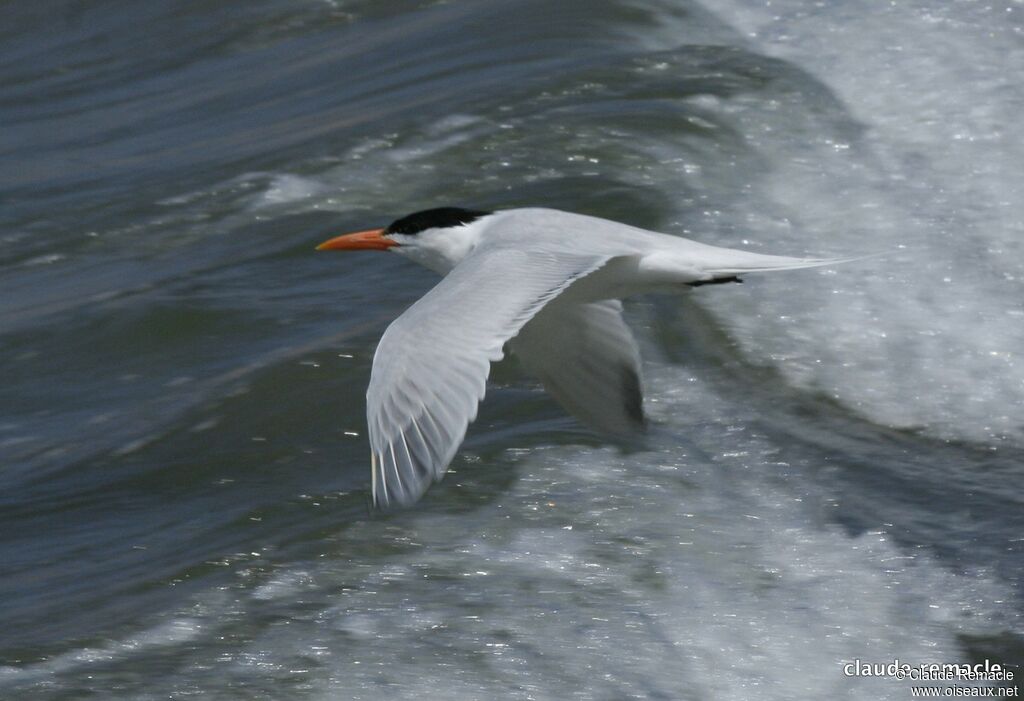 Royal Ternadult breeding, Flight