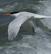 Royal Tern