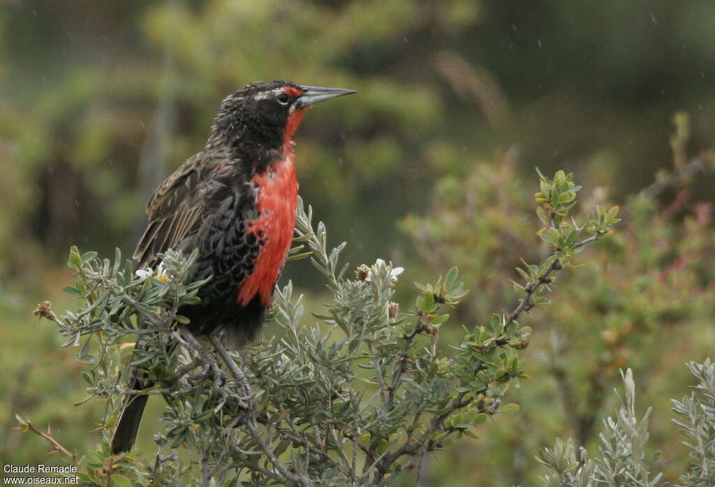 Long-tailed Meadowlark male adult, identification