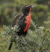 Long-tailed Meadowlark