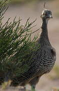 Elegant Crested Tinamou