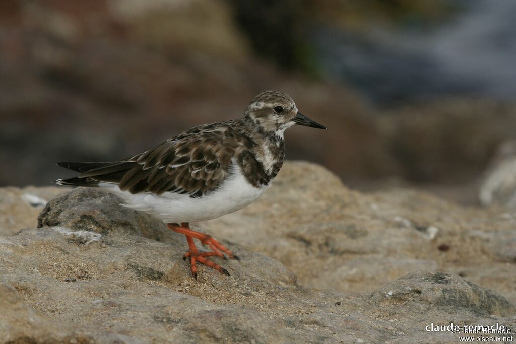 Ruddy Turnstoneadult post breeding, identification