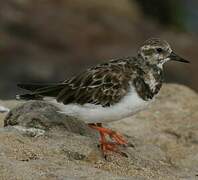 Ruddy Turnstone