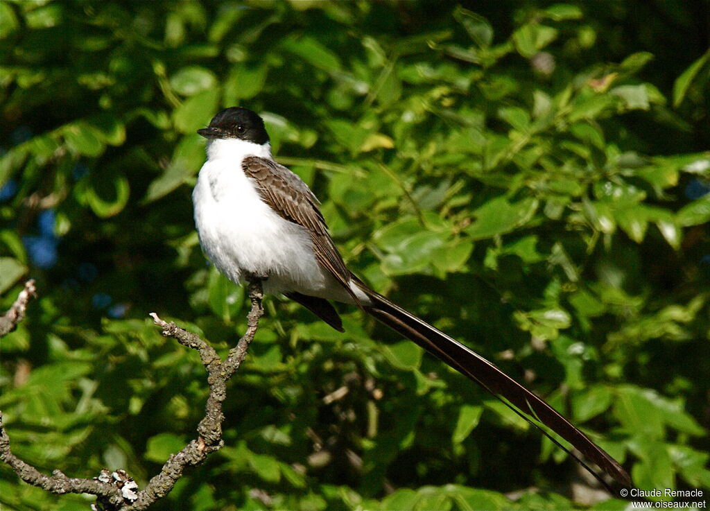 Tyran des savanes mâle adulte, identification