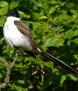 Fork-tailed Flycatcher