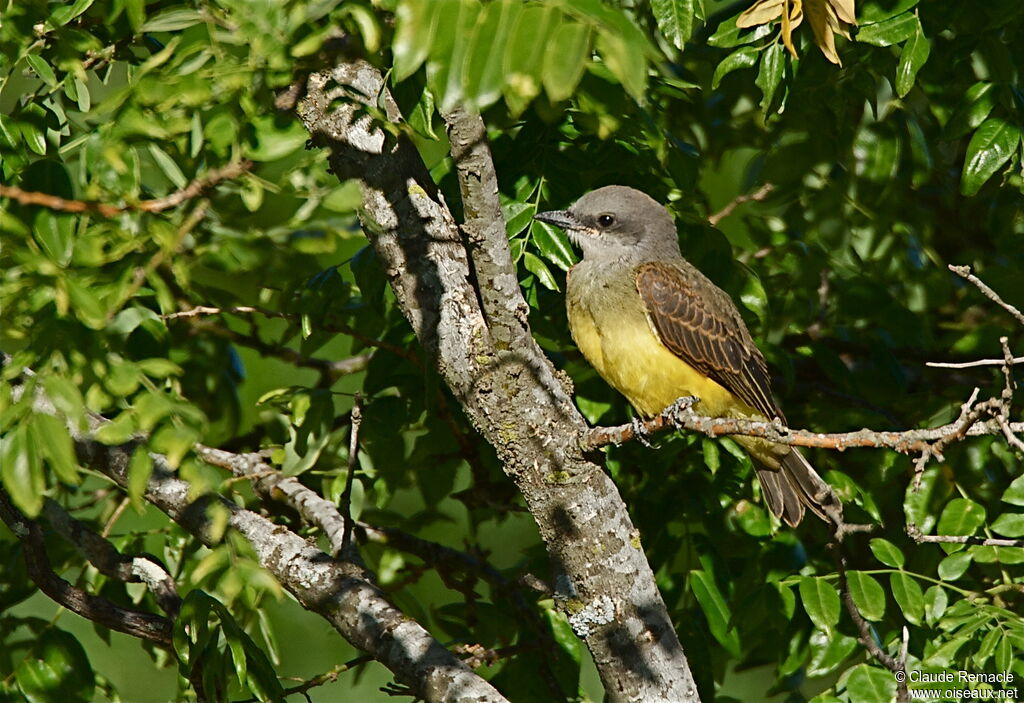 Tropical Kingbirdadult, identification