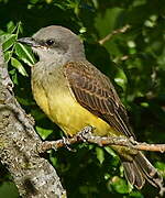 Tropical Kingbird