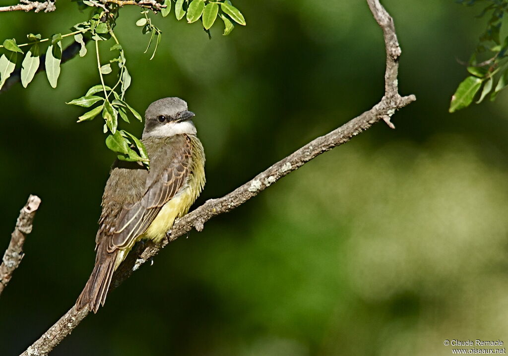 Tropical Kingbirdadult, identification