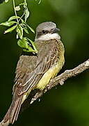 Tropical Kingbird