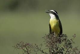 Great Kiskadee