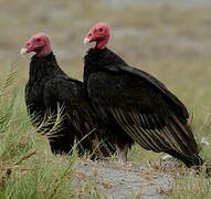 Turkey Vulture