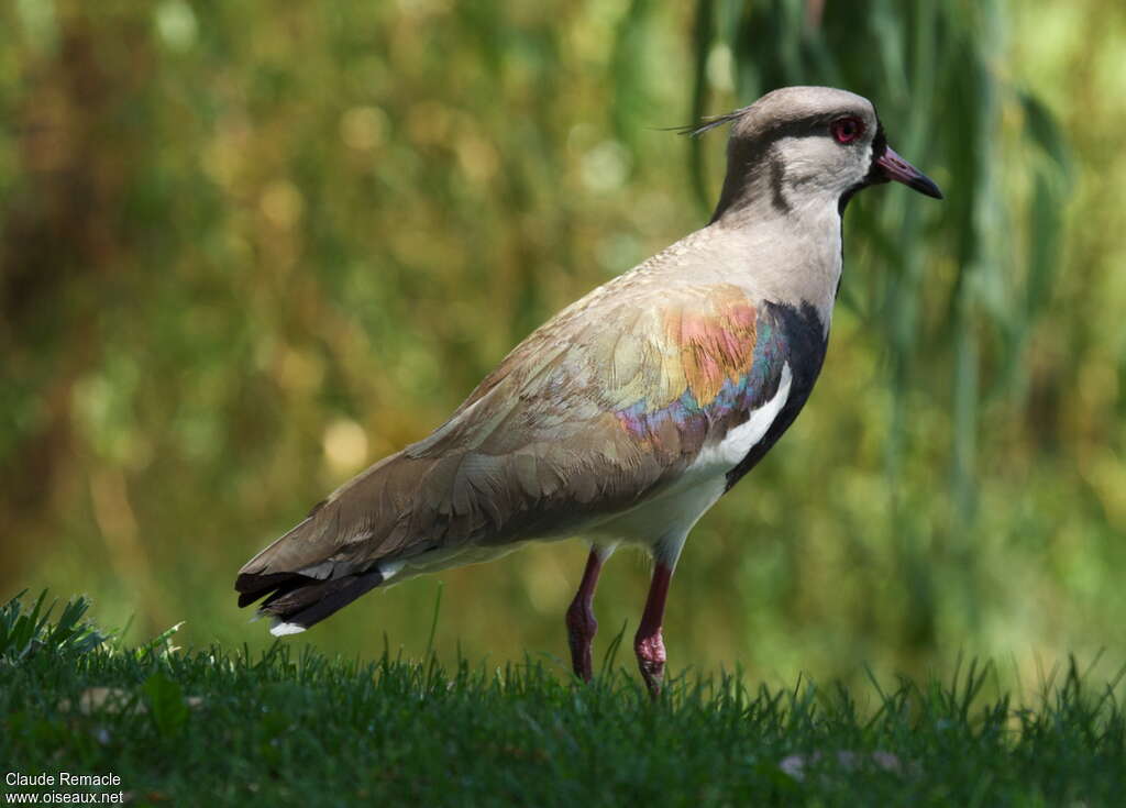 Vanneau téroadulte nuptial, identification