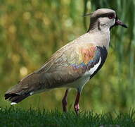 Southern Lapwing