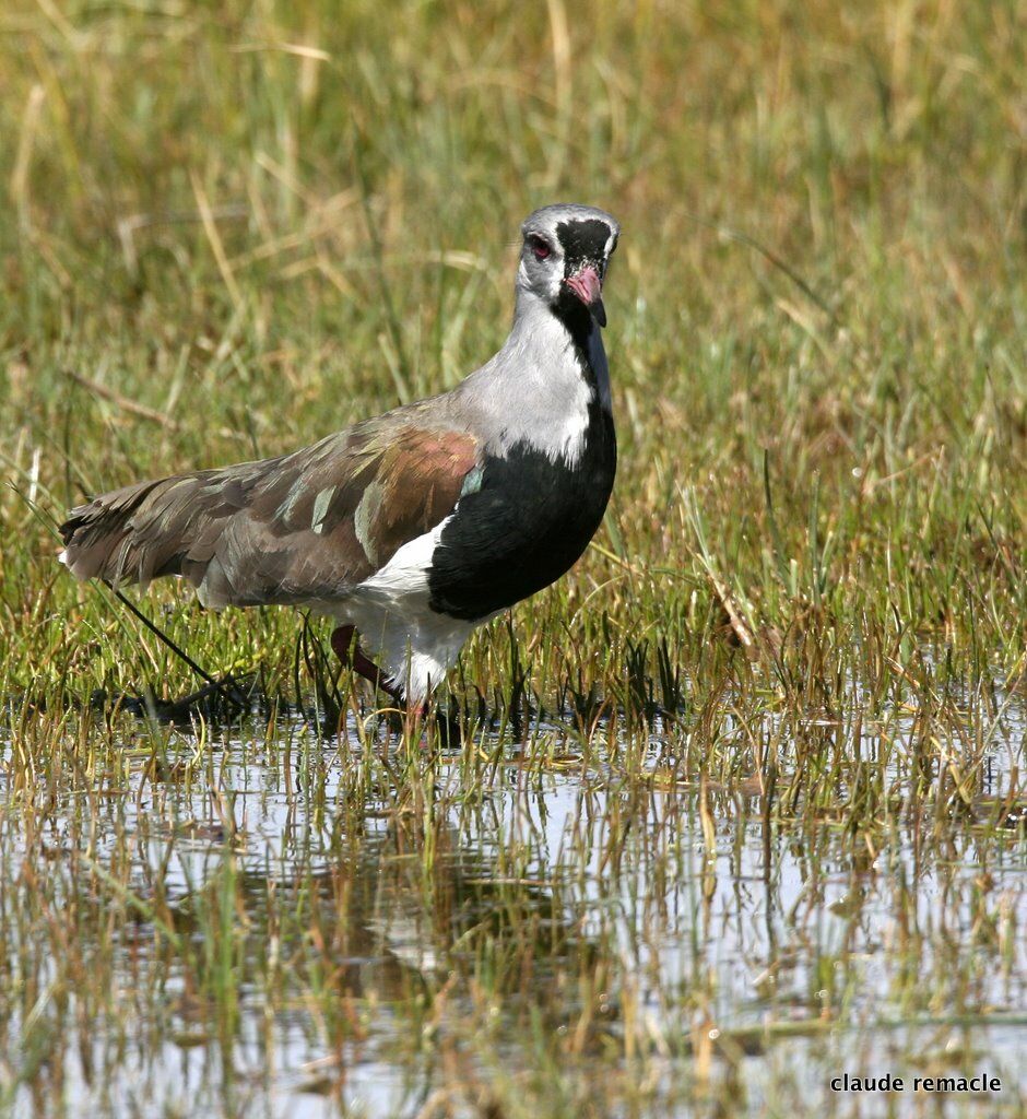 Southern Lapwing