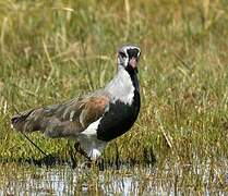 Southern Lapwing