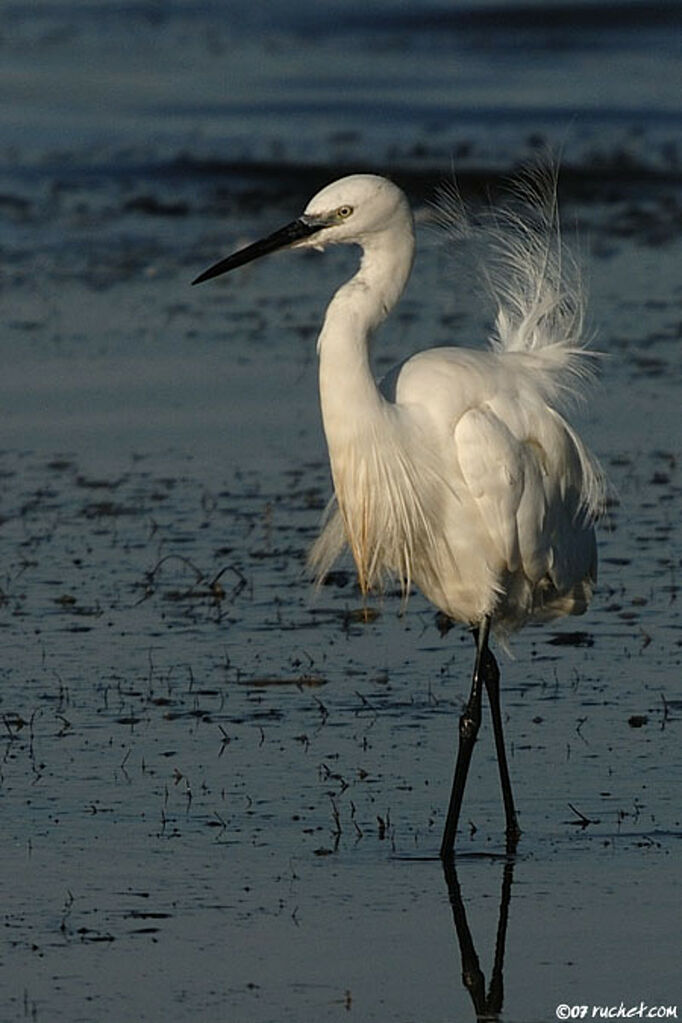 Aigrette garzette