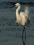 Aigrette garzette