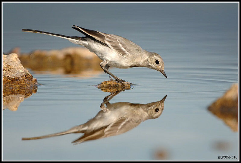 White Wagtail