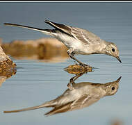 White Wagtail