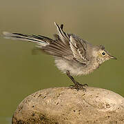 White Wagtail